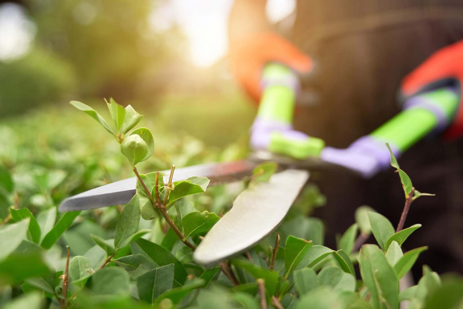 Grass-Cutting
